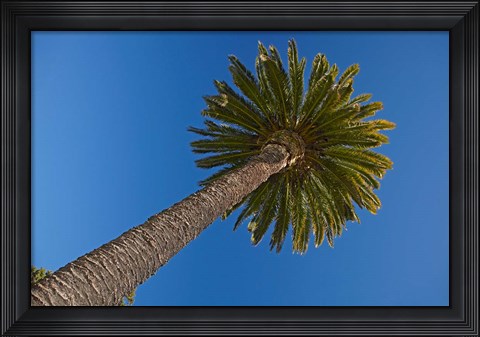 Framed Palm tree, Seymour Square, Marlborough, New Zealand Print