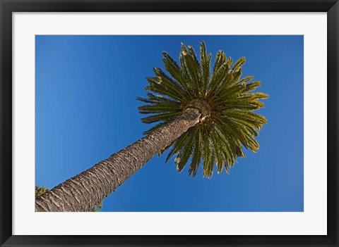 Framed Palm tree, Seymour Square, Marlborough, New Zealand Print