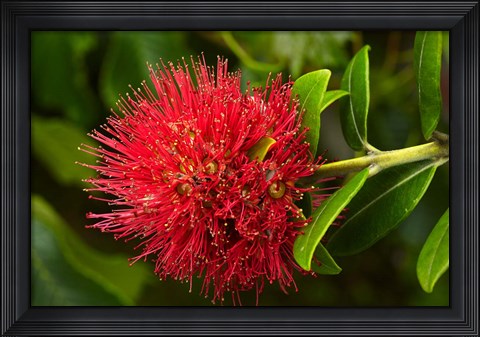 Framed Pohutukawa Flower, Dunedin, South Island, New Zealand Print