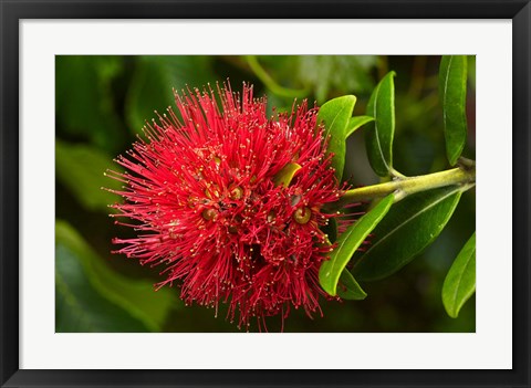 Framed Pohutukawa Flower, Dunedin, South Island, New Zealand Print