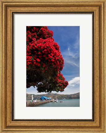 Framed Pohutukawa tree and Akaroa Harbour, Akaroa, Banks Peninsula, Canterbury, South Island, New Zealand Print