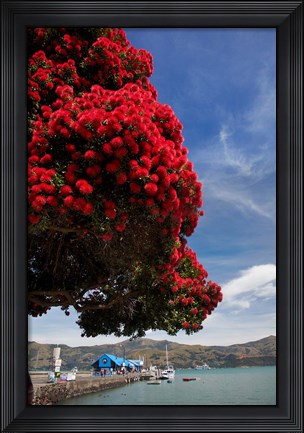 Framed Pohutukawa tree and Akaroa Harbour, Akaroa, Banks Peninsula, Canterbury, South Island, New Zealand Print