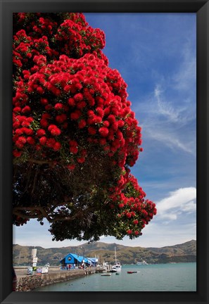 Framed Pohutukawa tree and Akaroa Harbour, Akaroa, Banks Peninsula, Canterbury, South Island, New Zealand Print