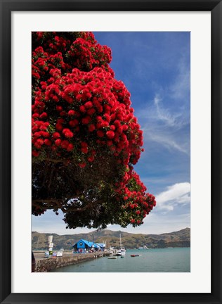 Framed Pohutukawa tree and Akaroa Harbour, Akaroa, Banks Peninsula, Canterbury, South Island, New Zealand Print