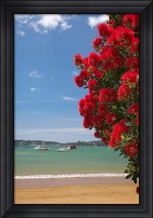 Framed Pohutukawa tree, beach, Paihia, North Island, New Zealand Print