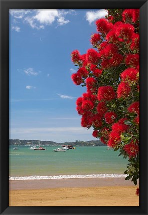 Framed Pohutukawa tree, beach, Paihia, North Island, New Zealand Print