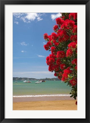 Framed Pohutukawa tree, beach, Paihia, North Island, New Zealand Print