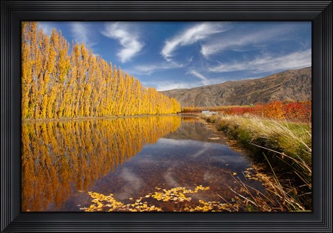 Framed Poplar tree, irrigation, Otago, South Island, New Zealand Print
