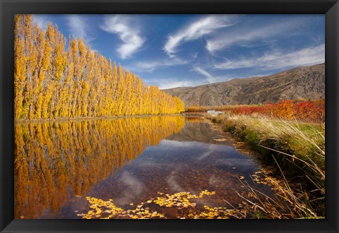 Framed Poplar tree, irrigation, Otago, South Island, New Zealand Print