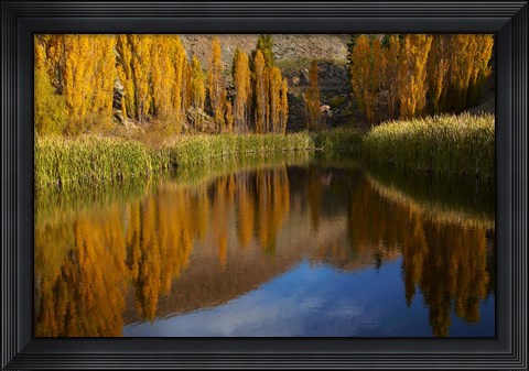 Framed Poplar trees in Autumn, Bannockburn, Cromwell, Central Otago, South Island, New Zealand Print