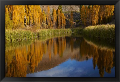 Framed Poplar trees in Autumn, Bannockburn, Cromwell, Central Otago, South Island, New Zealand Print