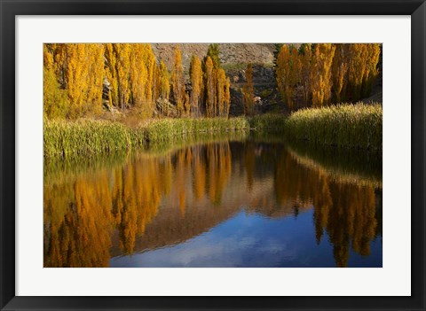 Framed Poplar trees in Autumn, Bannockburn, Cromwell, Central Otago, South Island, New Zealand Print