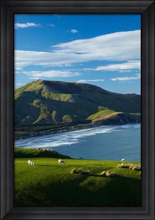 Framed Sheep grazing near Allans Beach, Dunedin, Otago, New Zealand Print