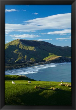 Framed Sheep grazing near Allans Beach, Dunedin, Otago, New Zealand Print