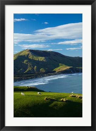 Framed Sheep grazing near Allans Beach, Dunedin, Otago, New Zealand Print