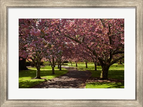Framed Spring, Ashburton Domain, Mid-Canterbury, New Zealand Print