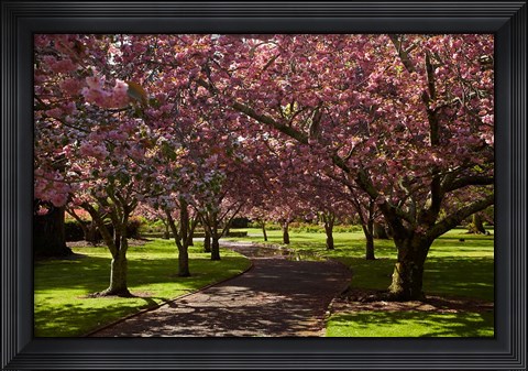 Framed Spring, Ashburton Domain, Mid-Canterbury, New Zealand Print