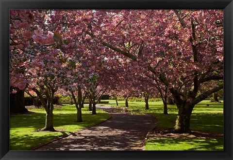 Framed Spring, Ashburton Domain, Mid-Canterbury, New Zealand Print