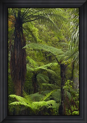 Framed Tree ferns, Manginangina Kauri Walk, Puketi Forest, near Kerikeri, North Island, New Zealand Print