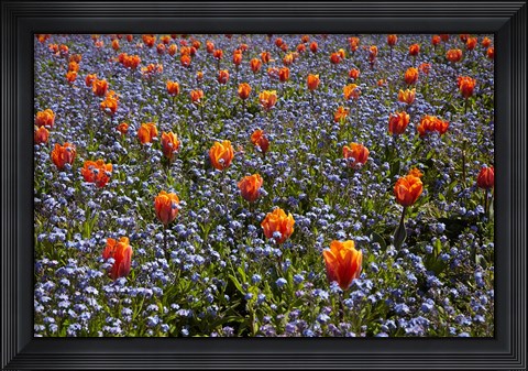 Framed Tulip flowers, Ashburton Domain, New Zealand Print