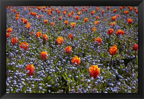 Framed Tulip flowers, Ashburton Domain, New Zealand Print