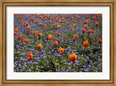 Framed Tulip flowers, Ashburton Domain, New Zealand Print
