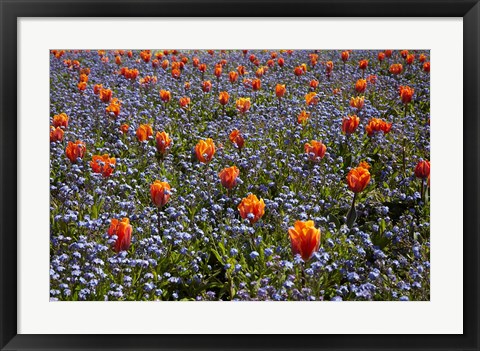 Framed Tulip flowers, Ashburton Domain, New Zealand Print