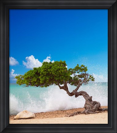 Framed Divi Divi Tree, Eagle Beach, Aruba, Caribbean Print