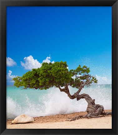 Framed Divi Divi Tree, Eagle Beach, Aruba, Caribbean Print