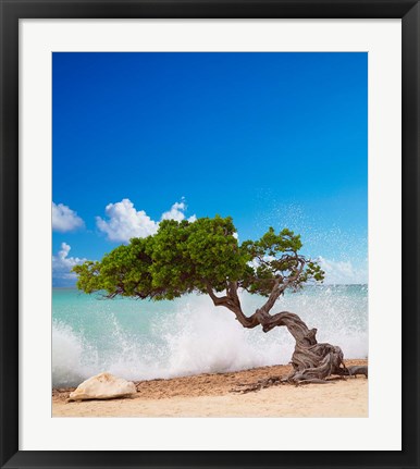 Framed Divi Divi Tree, Eagle Beach, Aruba, Caribbean Print