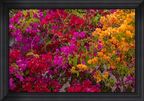 Framed Bougainvillea flowers, Princess Cays, Eleuthera, Bahamas Print