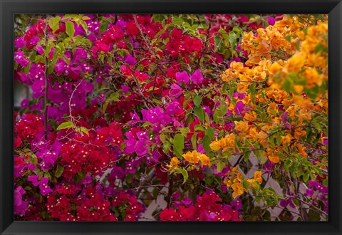 Framed Bougainvillea flowers, Princess Cays, Eleuthera, Bahamas Print