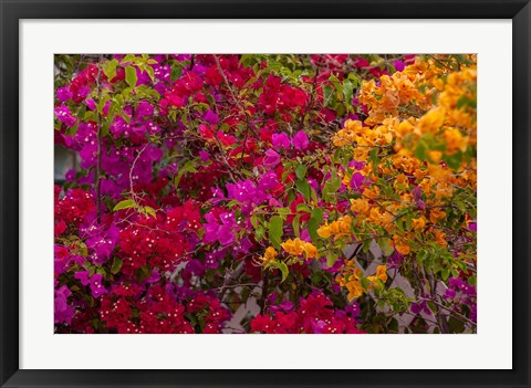 Framed Bougainvillea flowers, Princess Cays, Eleuthera, Bahamas Print