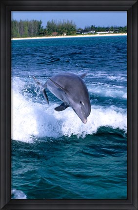 Framed Dolphin Jumping, Grand Bahama, Bahamas Print