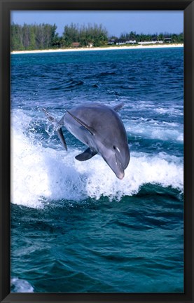 Framed Dolphin Jumping, Grand Bahama, Bahamas Print