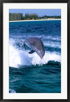 Framed Dolphin Jumping, Grand Bahama, Bahamas Print