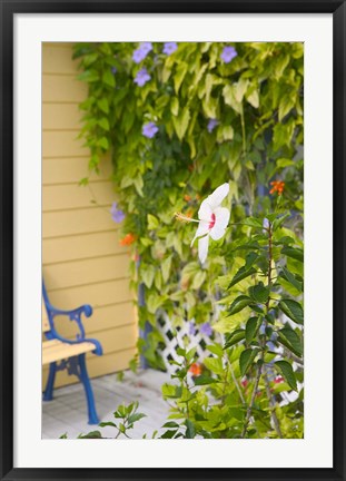 Framed Beach House Ivy, Loyalist Cays, Bahamas, Caribbean Print