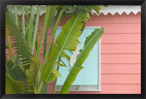 Framed Palm and Pineapple Shutters Detail, Great Abaco Island, Bahamas Print