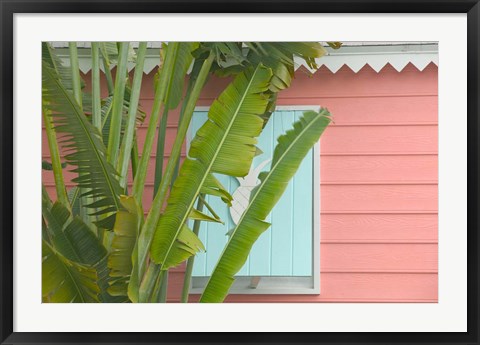 Framed Palm and Pineapple Shutters Detail, Great Abaco Island, Bahamas Print