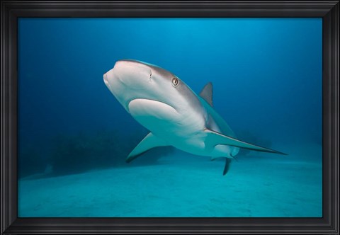 Framed Bahamas, Freeport, Caribbean Reef Shark swimming Print