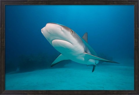 Framed Bahamas, Freeport, Caribbean Reef Shark swimming Print