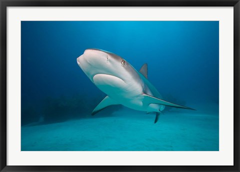 Framed Bahamas, Freeport, Caribbean Reef Shark swimming Print