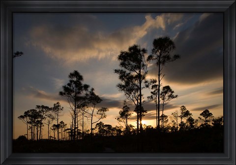 Framed Bahamas, Lucaya NP, Setting sun on Caribbean Pine Trees Print