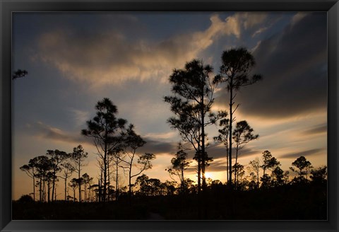 Framed Bahamas, Lucaya NP, Setting sun on Caribbean Pine Trees Print