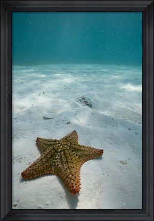 Framed Bahamas, Marine Life, Sea star, Golden Rock Beach Print