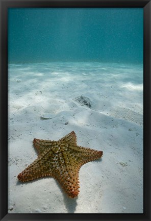 Framed Bahamas, Marine Life, Sea star, Golden Rock Beach Print