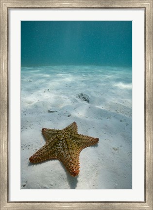 Framed Bahamas, Marine Life, Sea star, Golden Rock Beach Print
