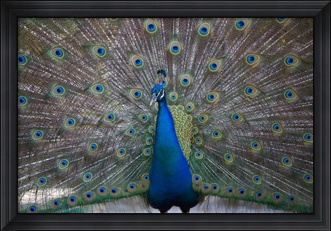 Framed Bahamas, Nassau, Indian Peacock patterns Print