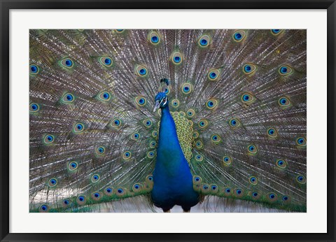 Framed Bahamas, Nassau, Indian Peacock patterns Print
