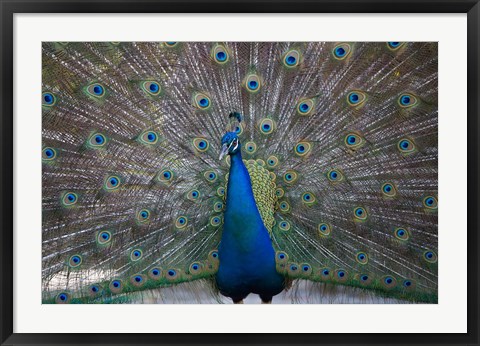 Framed Bahamas, Nassau, Indian Peacock patterns Print